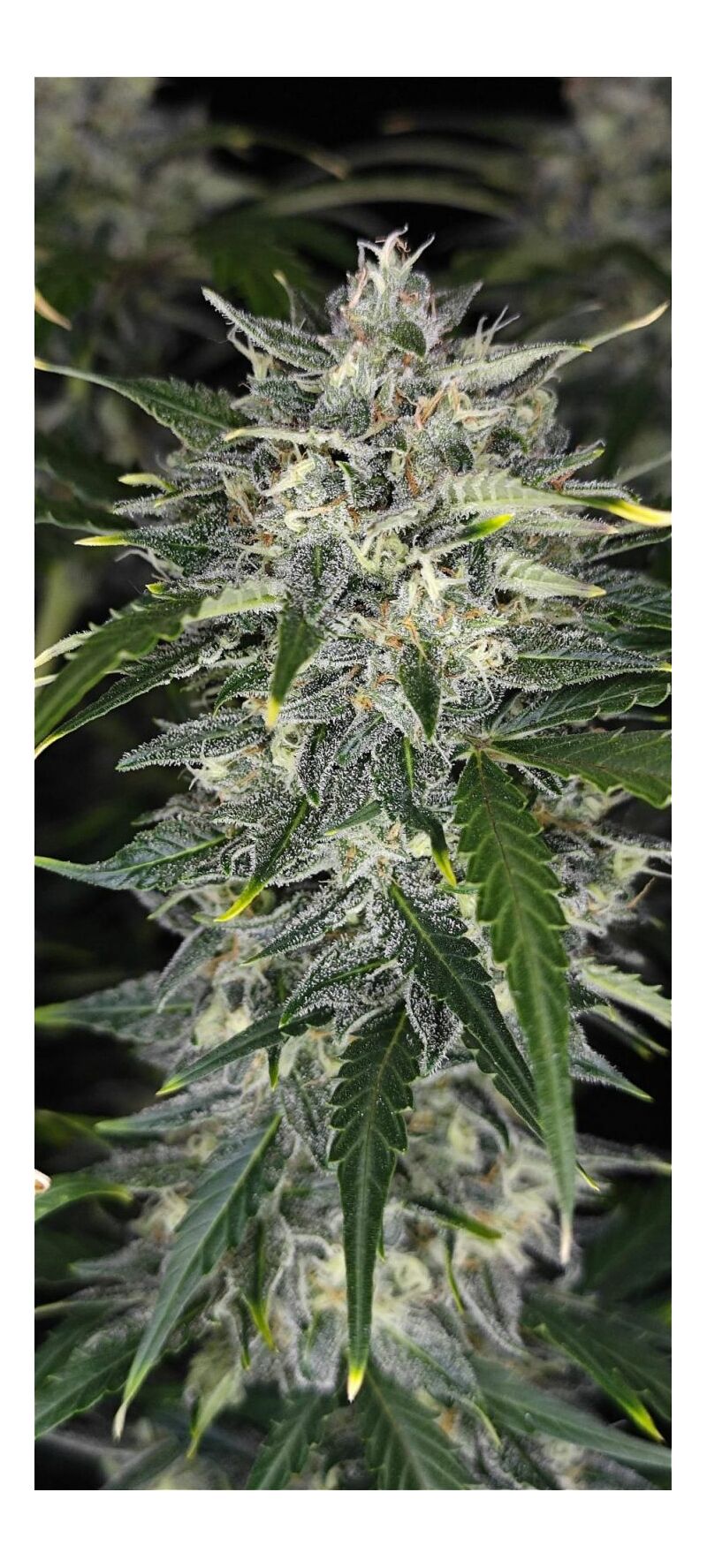 Sour Jealousy Auto, Фасовка: 3, изображение 28